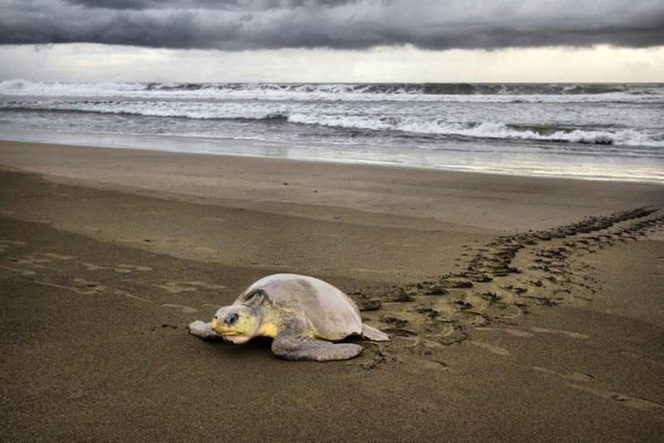 Departamento 7 Tortuguero Lägenhet Exteriör bild