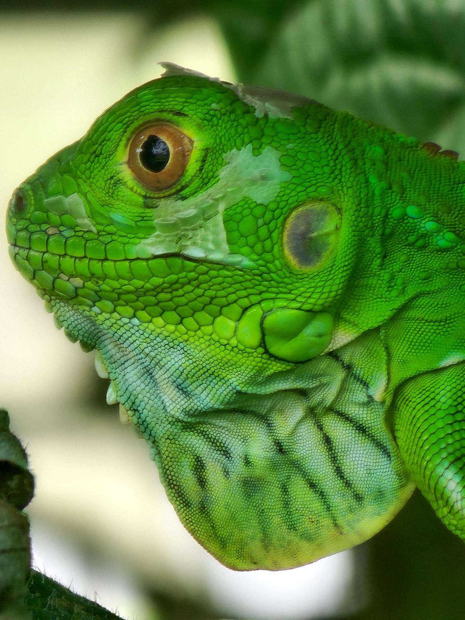 Departamento 7 Tortuguero Lägenhet Exteriör bild