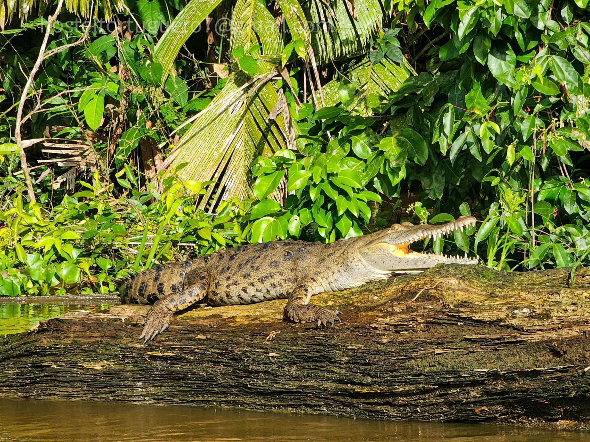 Departamento 7 Tortuguero Lägenhet Exteriör bild