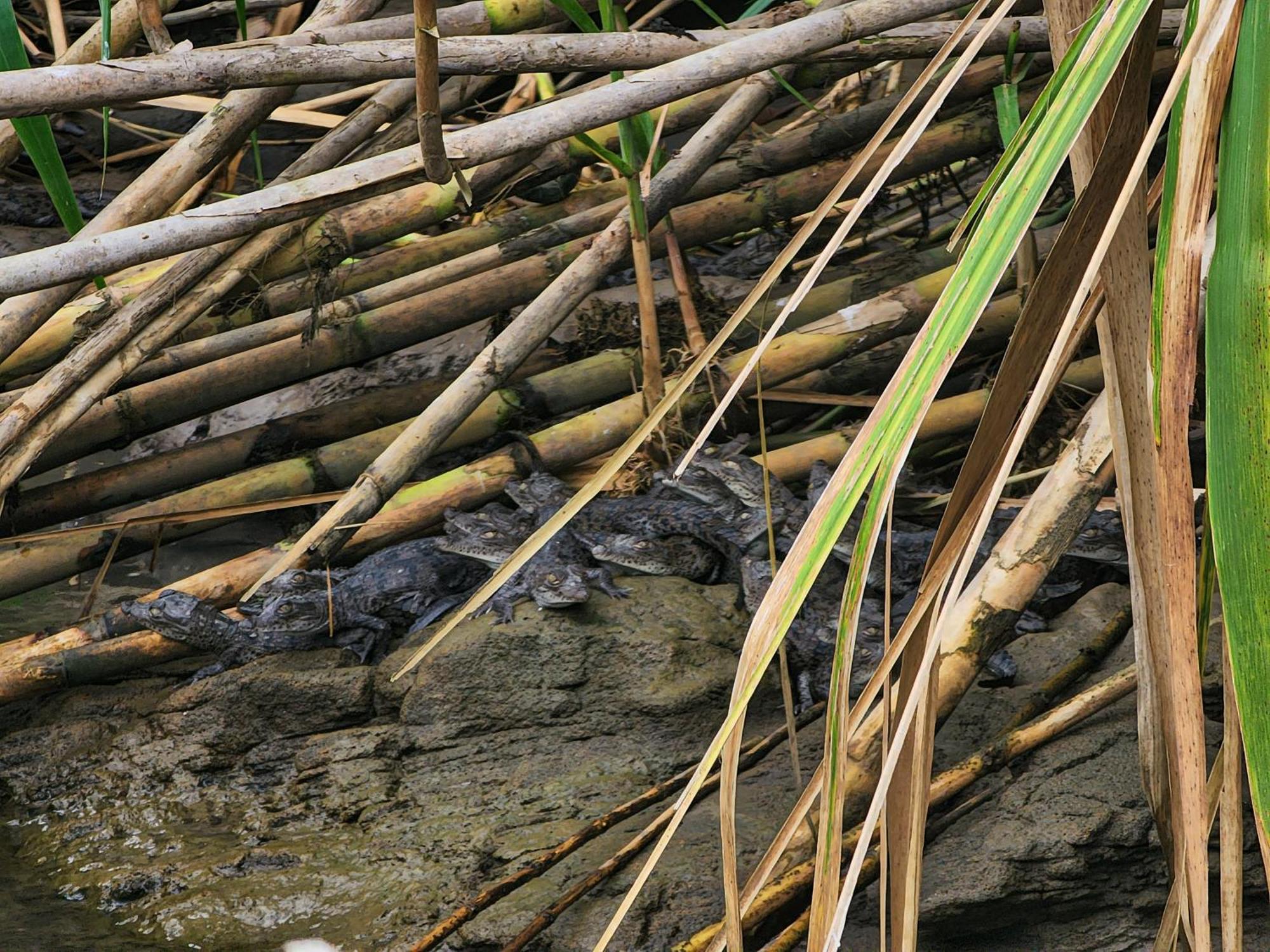 Departamento 7 Tortuguero Lägenhet Exteriör bild